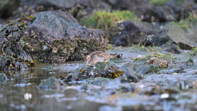 Spitzschwanz-Strandläufer - ML646956014