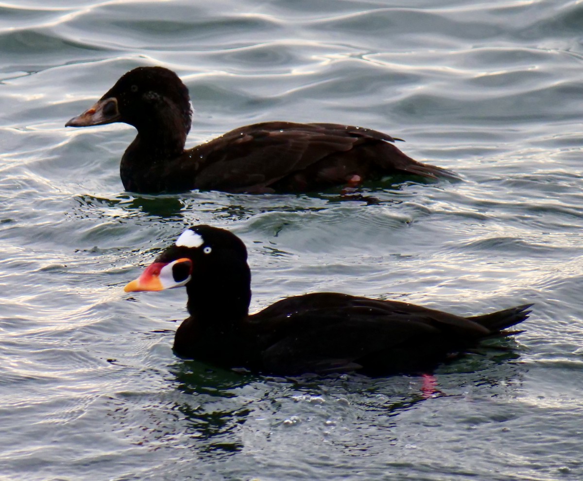 Surf Scoter - ML646956016