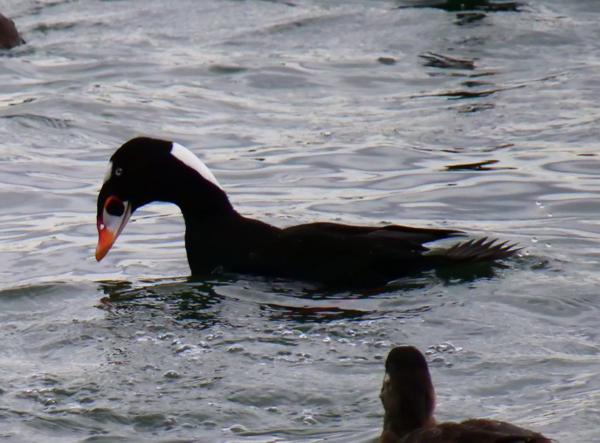 Surf Scoter - ML646956017