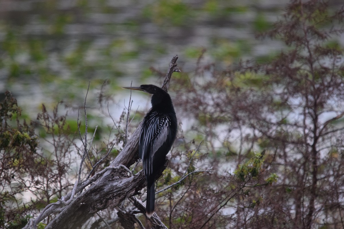 Anhinga - ML646956019