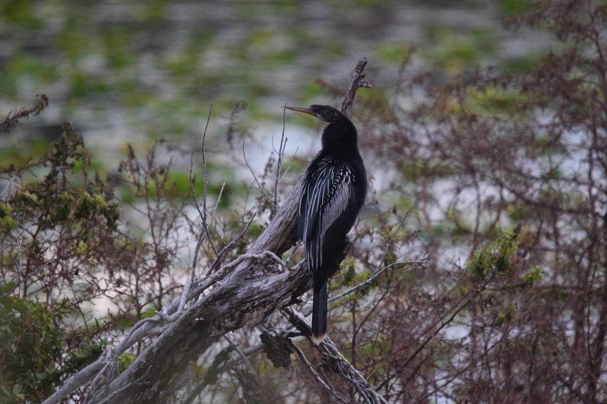 Anhinga - ML646956020