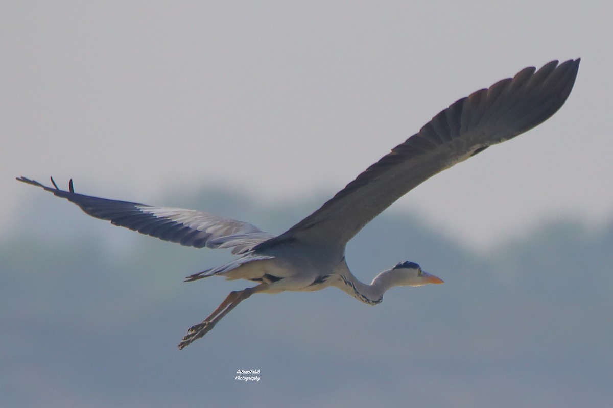 Airone cenerino - ML646956023