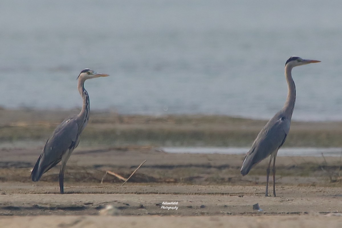 Airone cenerino - ML646956024