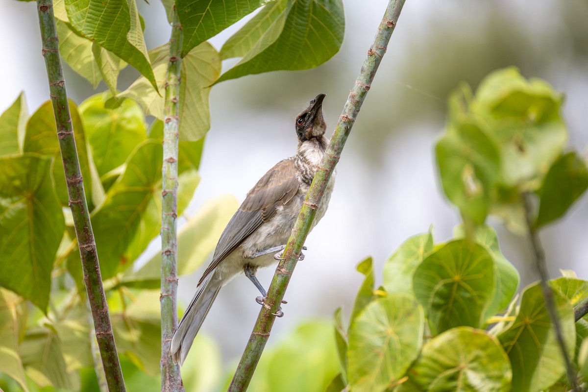 Noisy Friarbird - ML646956025