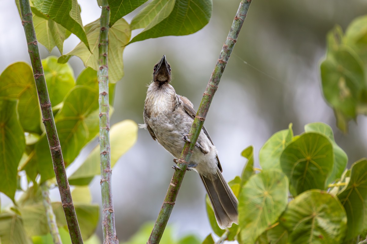 Noisy Friarbird - ML646956026