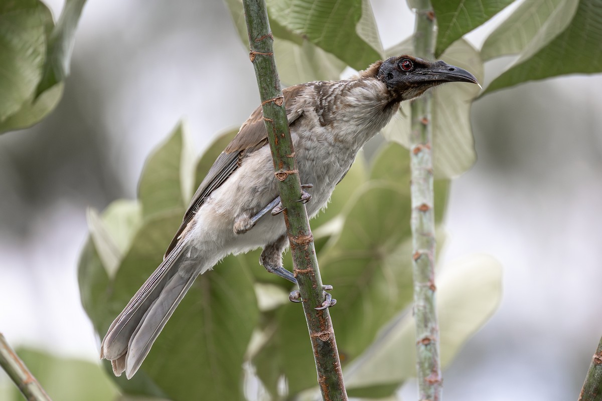 Noisy Friarbird - ML646956027