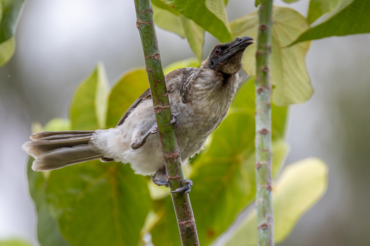 Noisy Friarbird - ML646956028