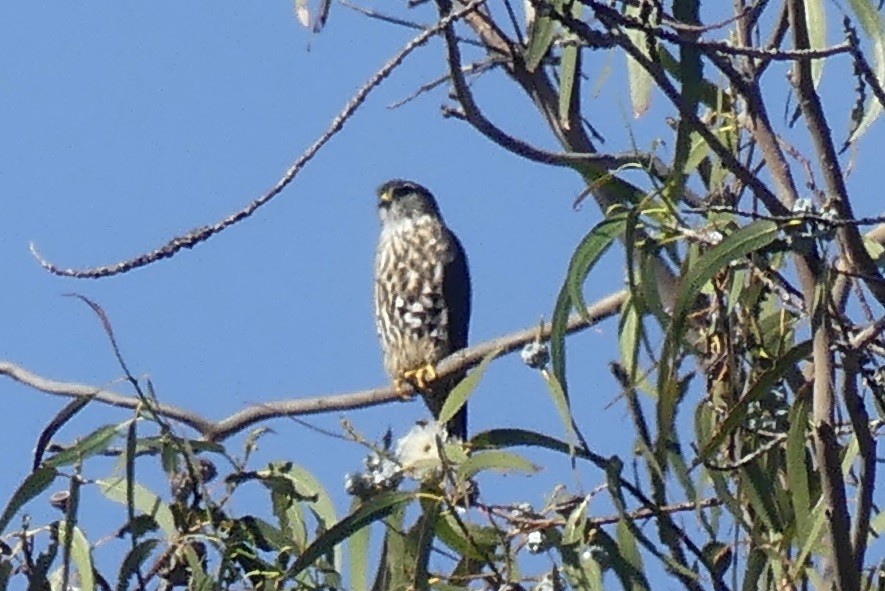 Merlin - ML646956030