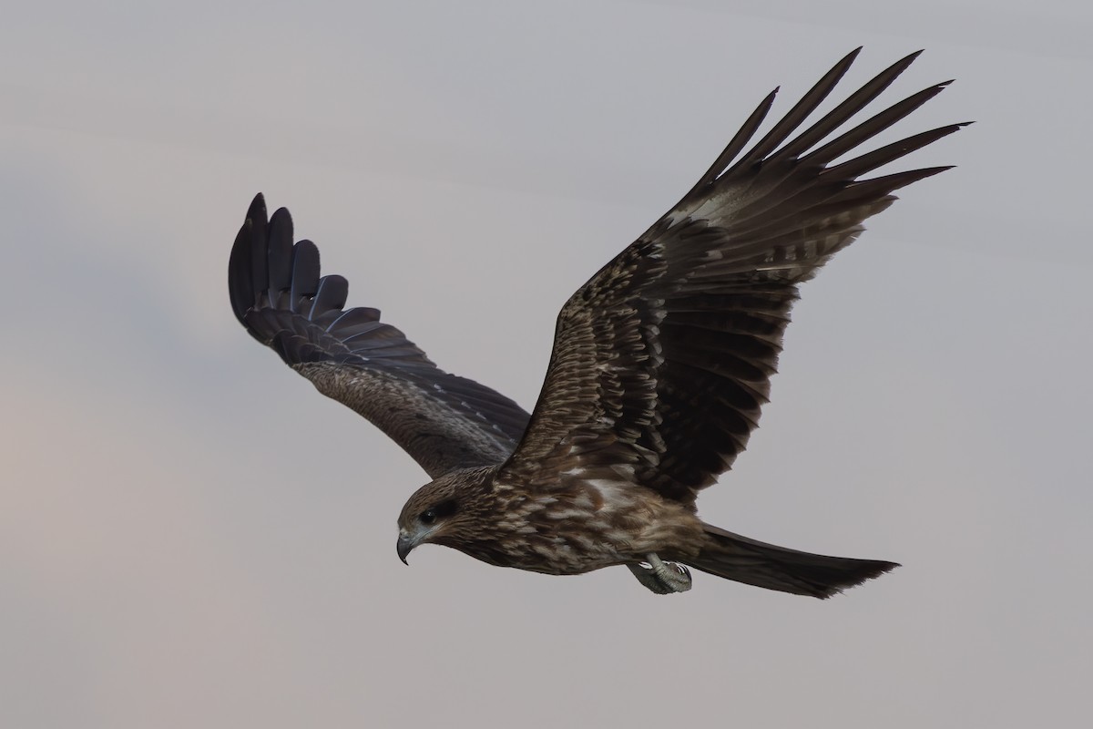 svartglente (lineatus/formosanus) (asiasvartglente) - ML646956037