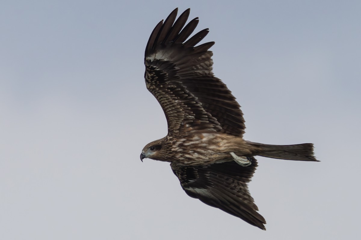 svartglente (lineatus/formosanus) (asiasvartglente) - ML646956038