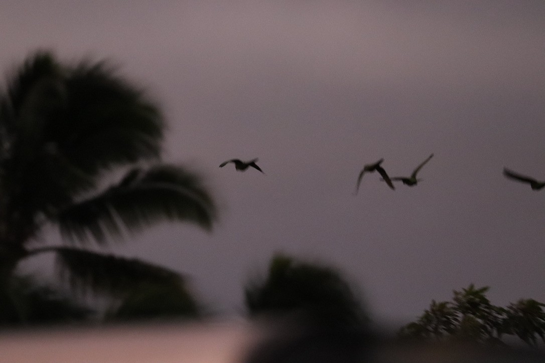 Blue-crowned Parakeet - ML646956041