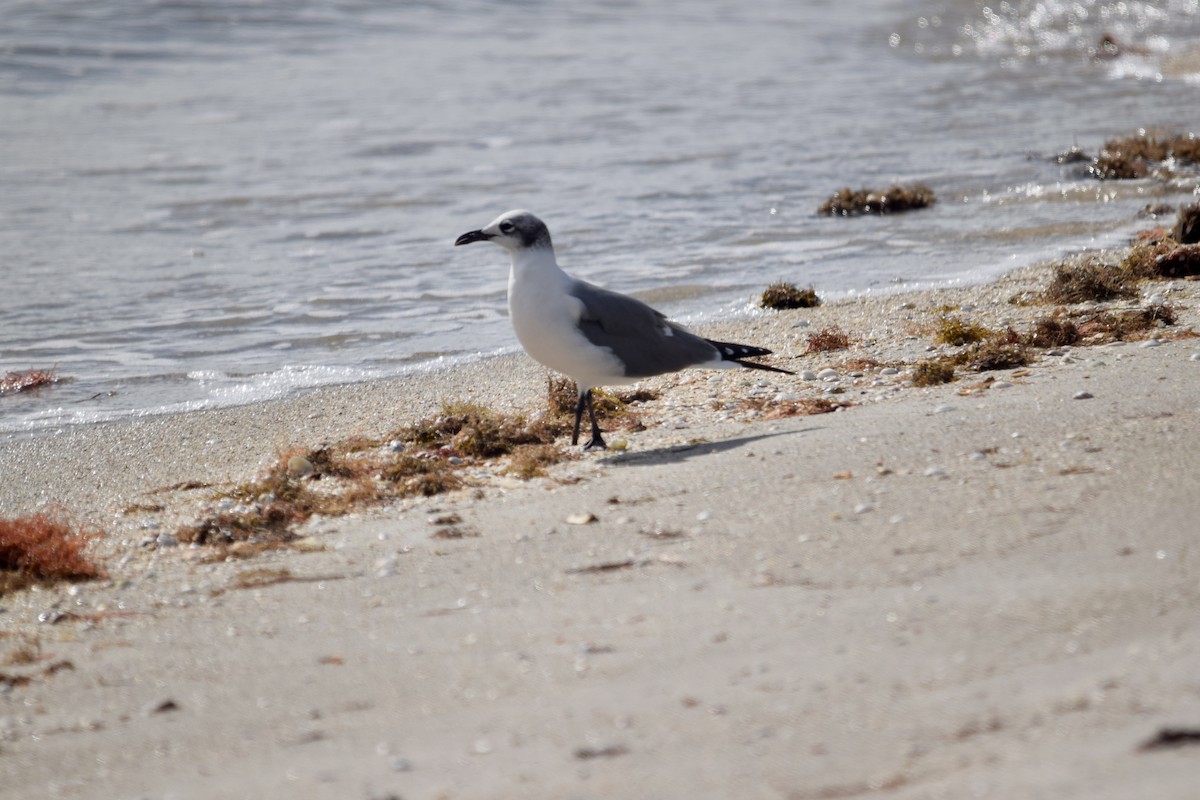 Laughing Gull - ML646956042