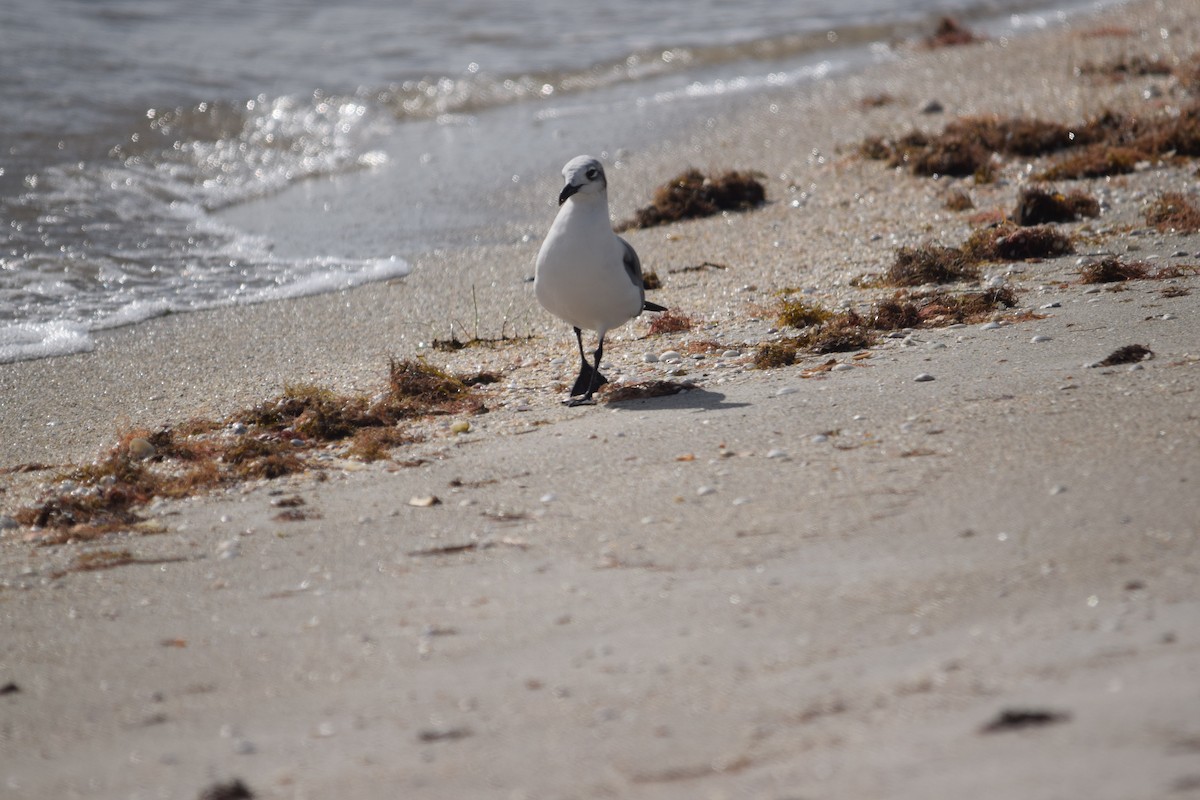 Laughing Gull - ML646956043