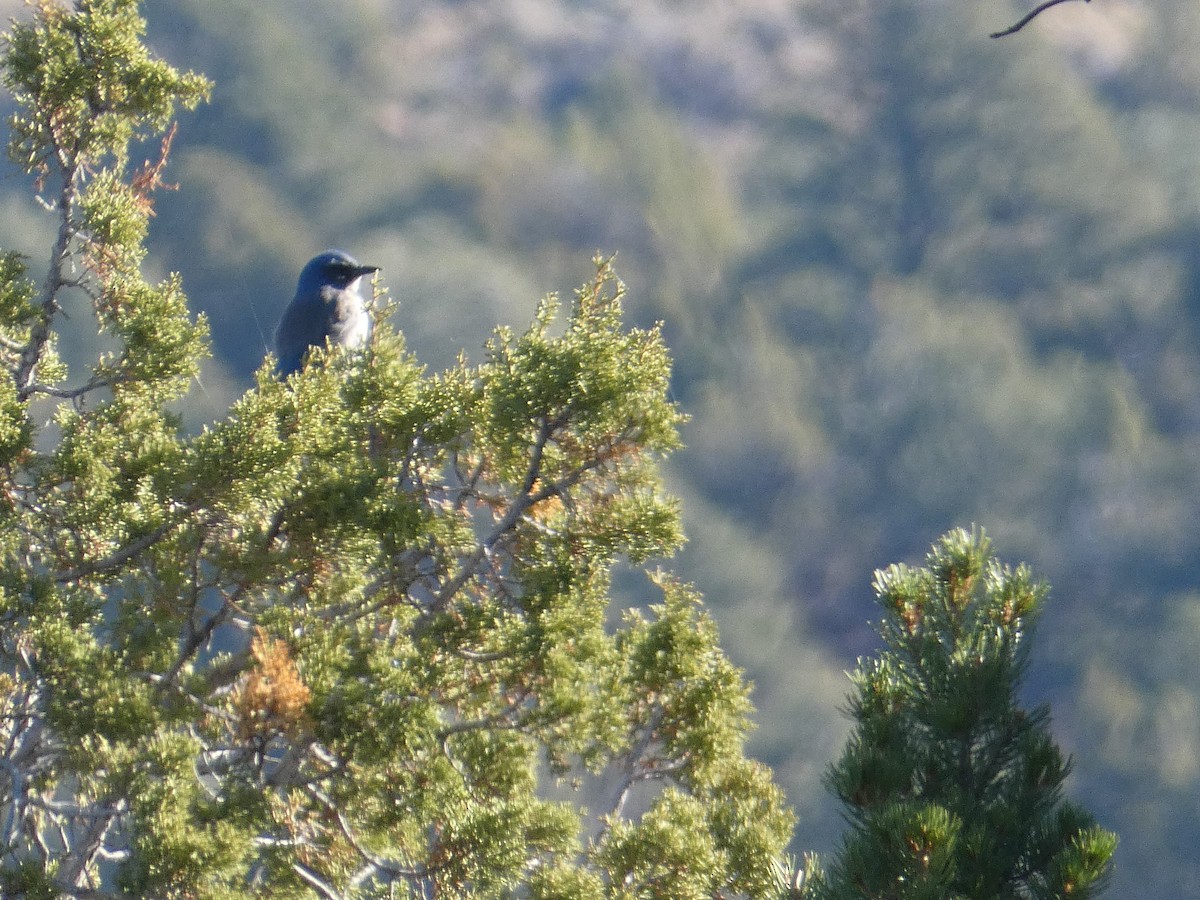 Woodhouse's Scrub-Jay - ML646956046