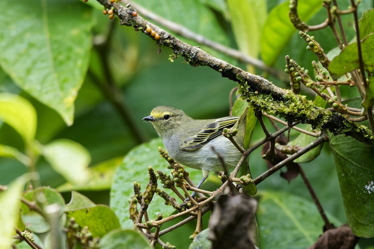 Golden-faced Tyrannulet - ML646956047