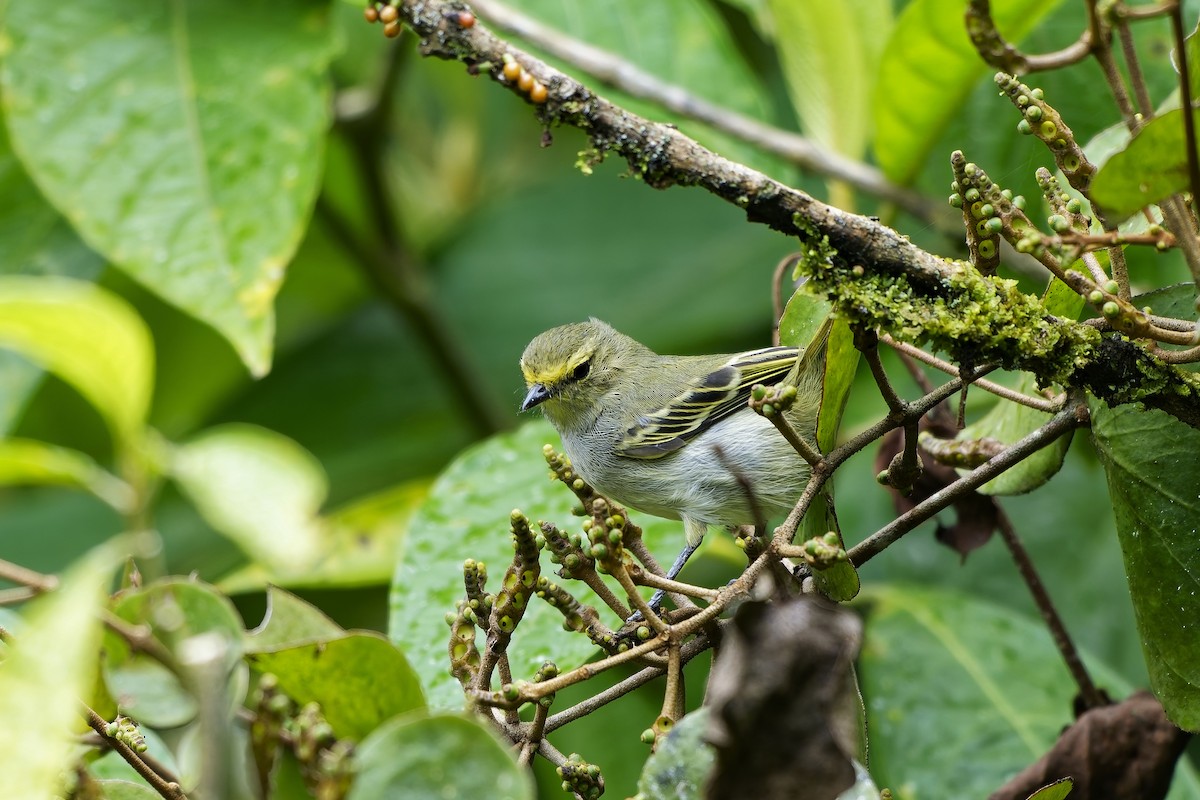 Golden-faced Tyrannulet - ML646956048