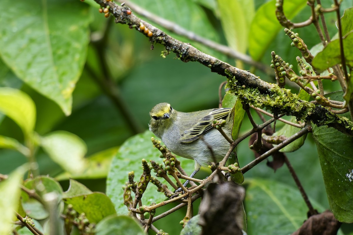 Golden-faced Tyrannulet - ML646956049