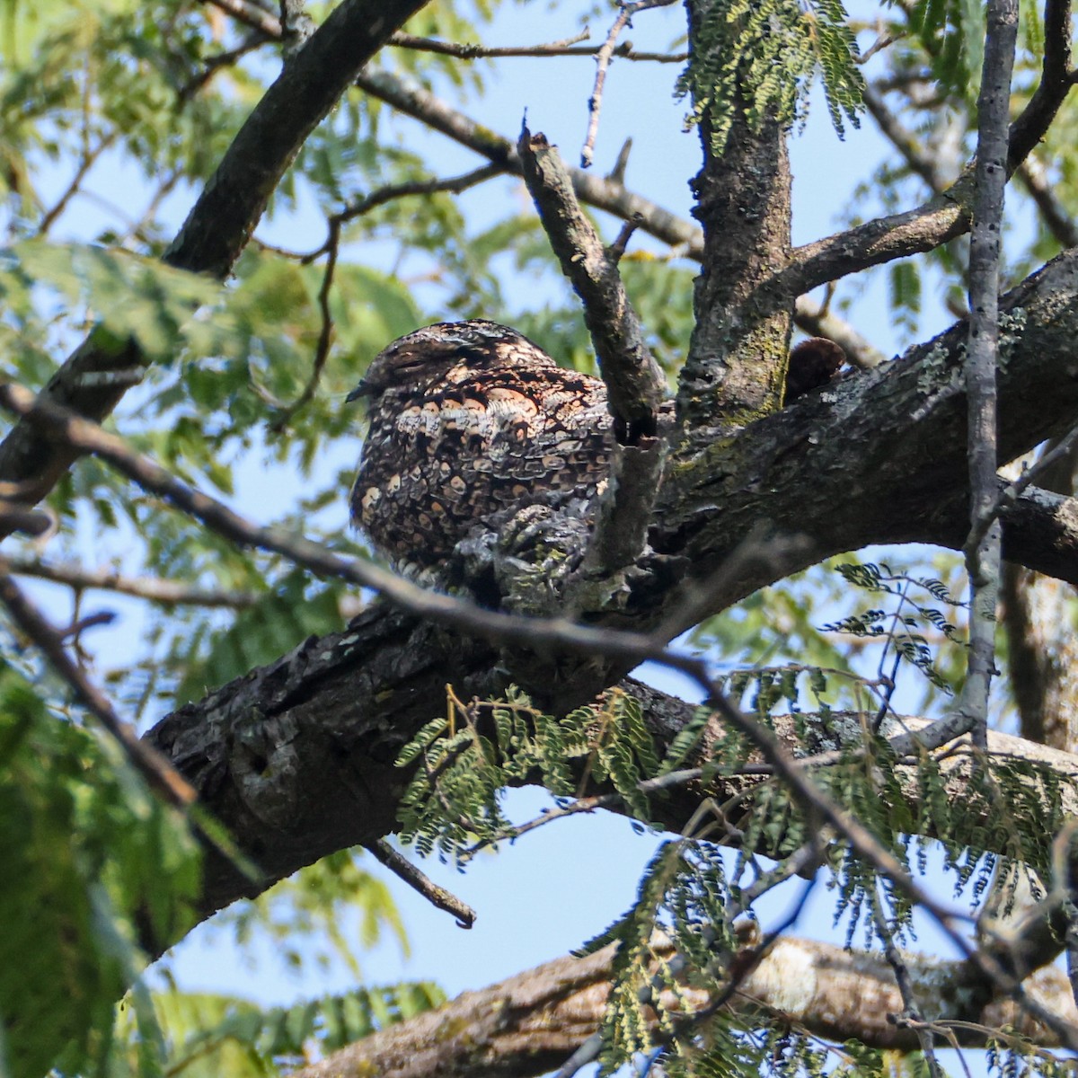 indianattravn - ML646956051