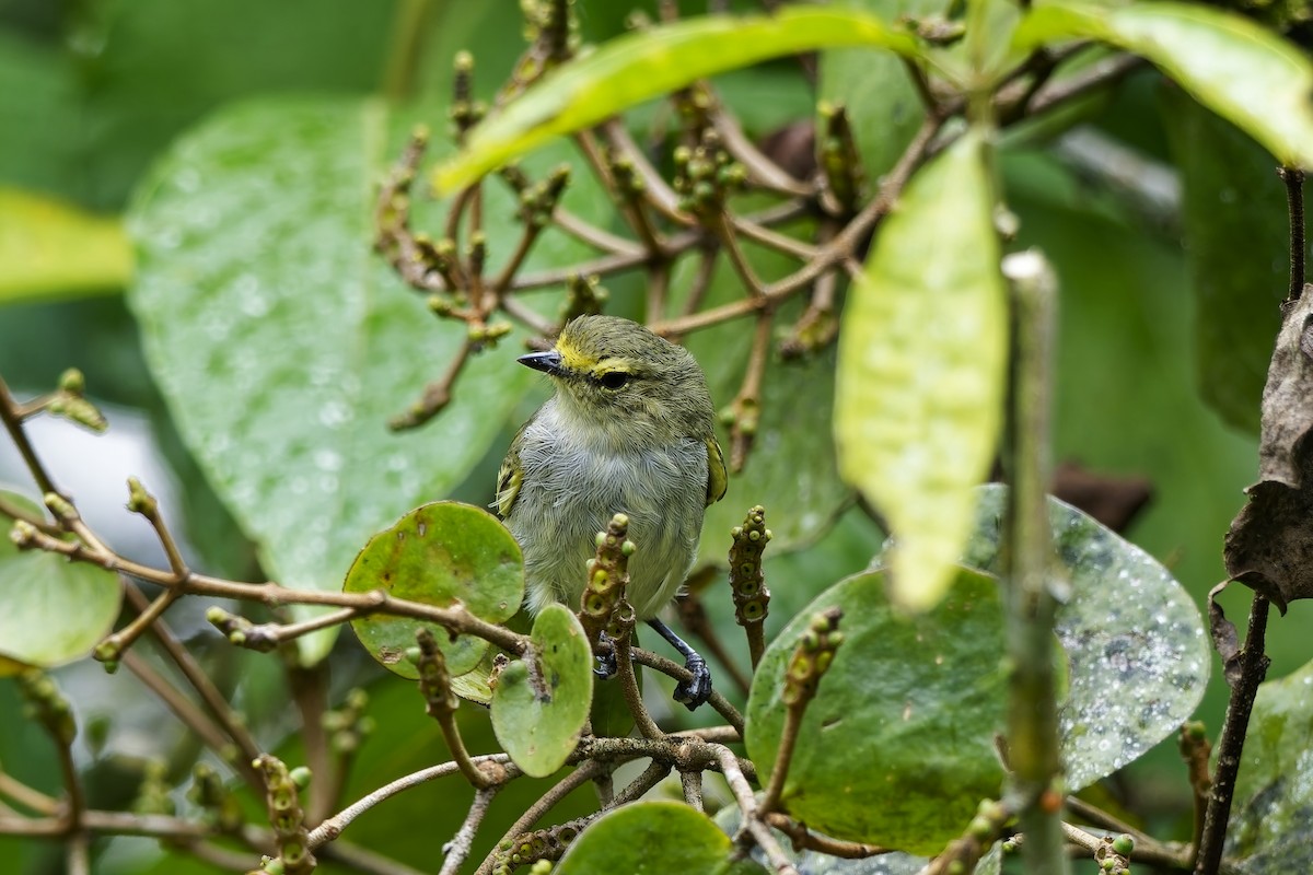 Golden-faced Tyrannulet - ML646956053