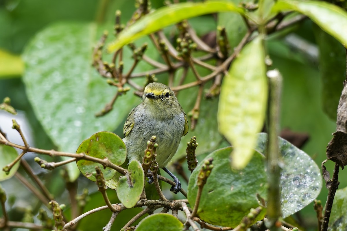 Golden-faced Tyrannulet - ML646956054