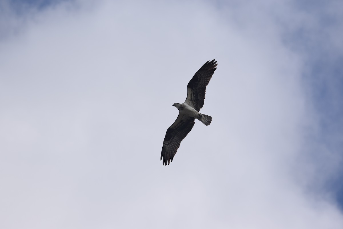 Osprey - ML646956055