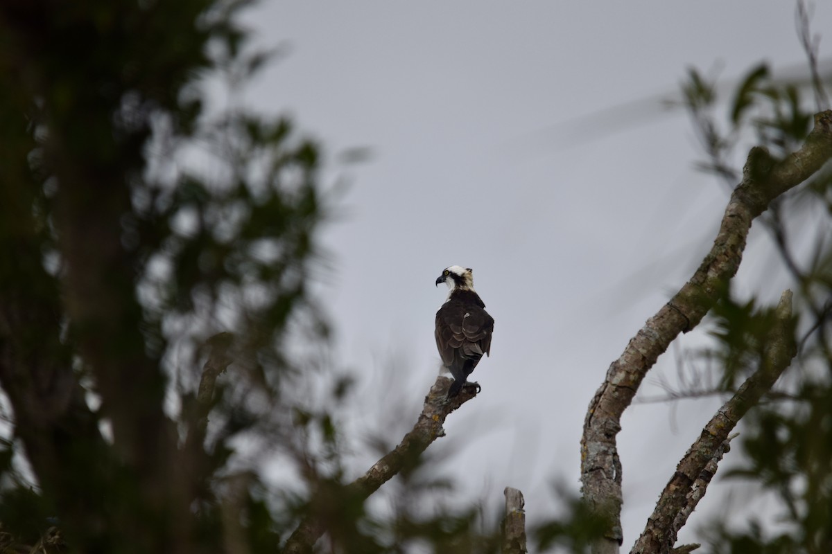 Osprey - ML646956056
