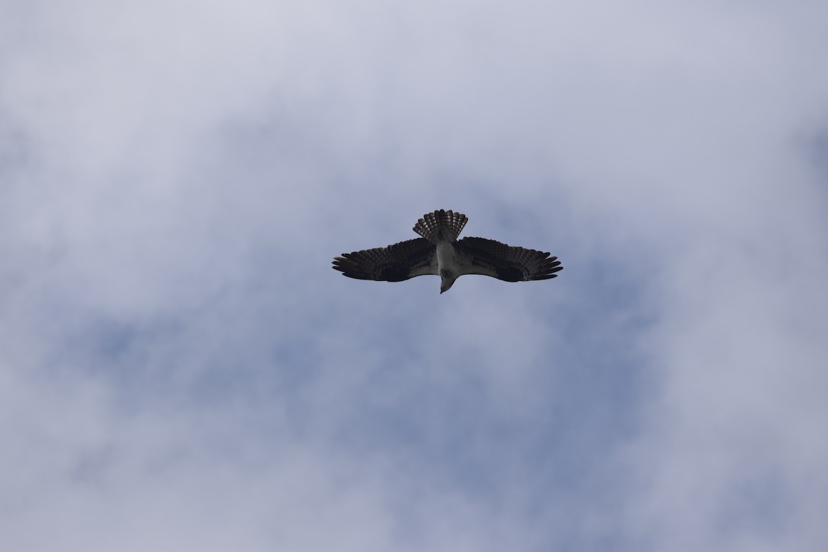 Osprey - ML646956057