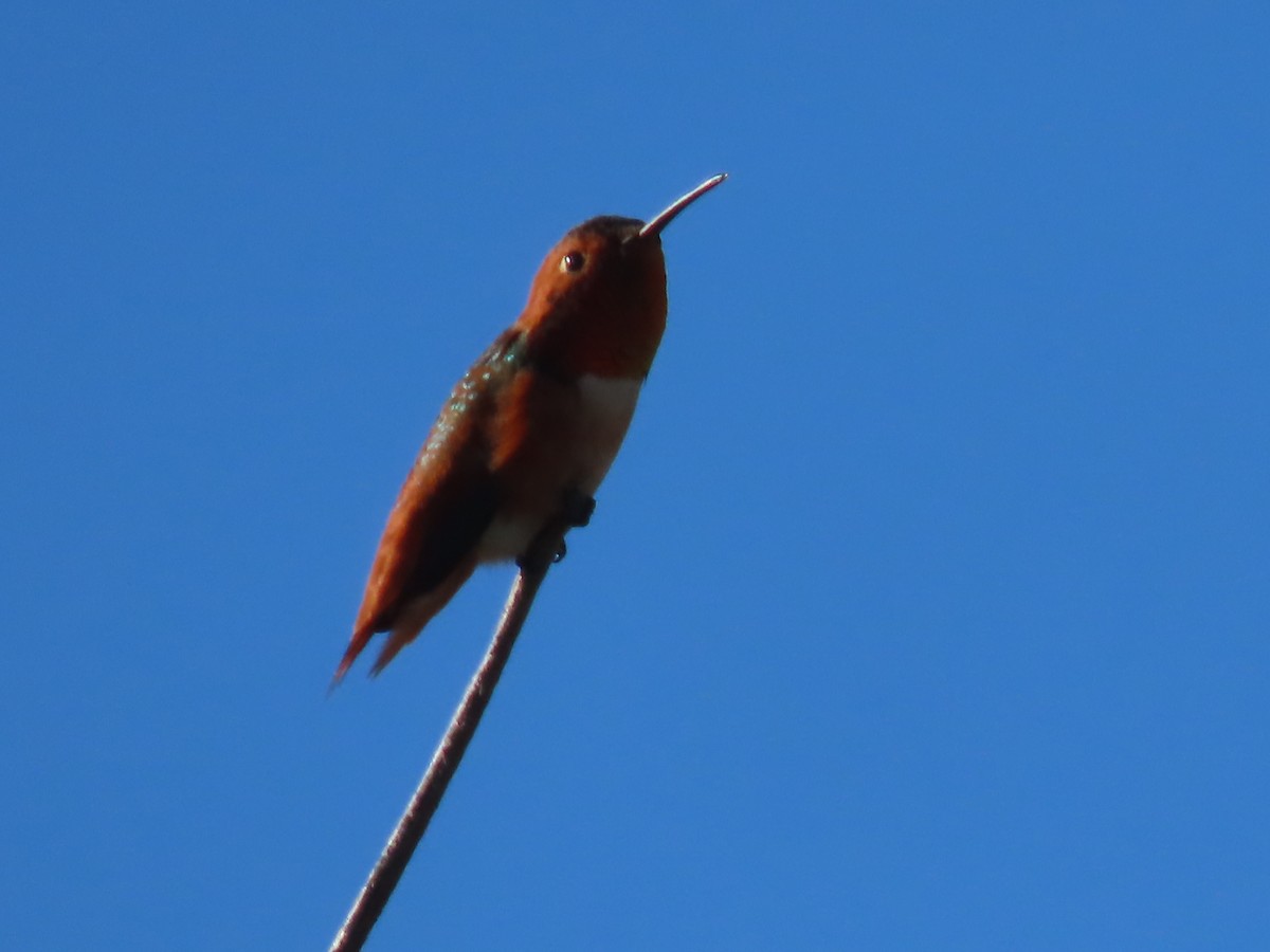 Allen's Hummingbird - ML646956058