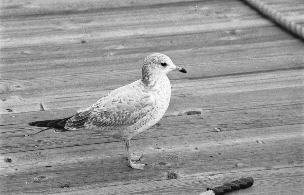 Мартин делаверський - ML646956059