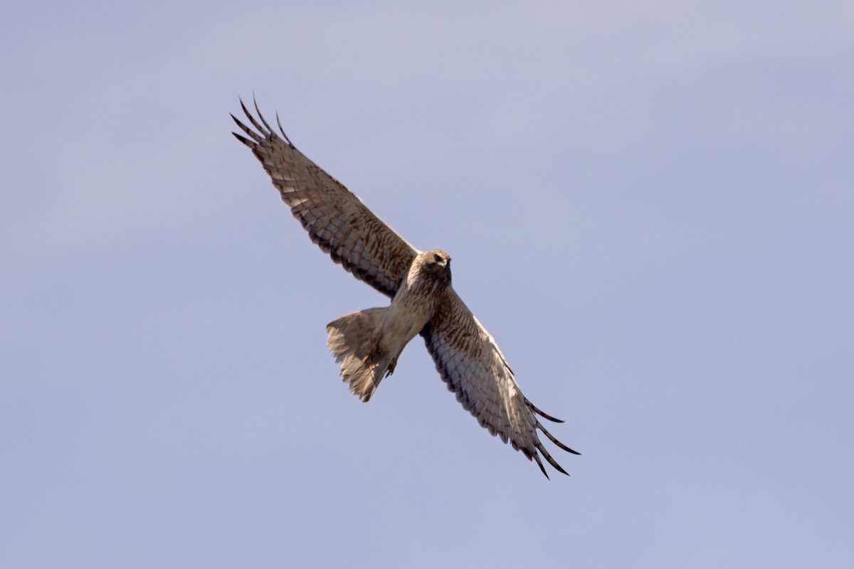 Swamp Harrier - ML646956062