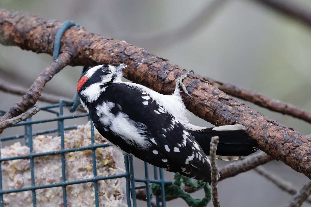 Downy Woodpecker - ML646956063