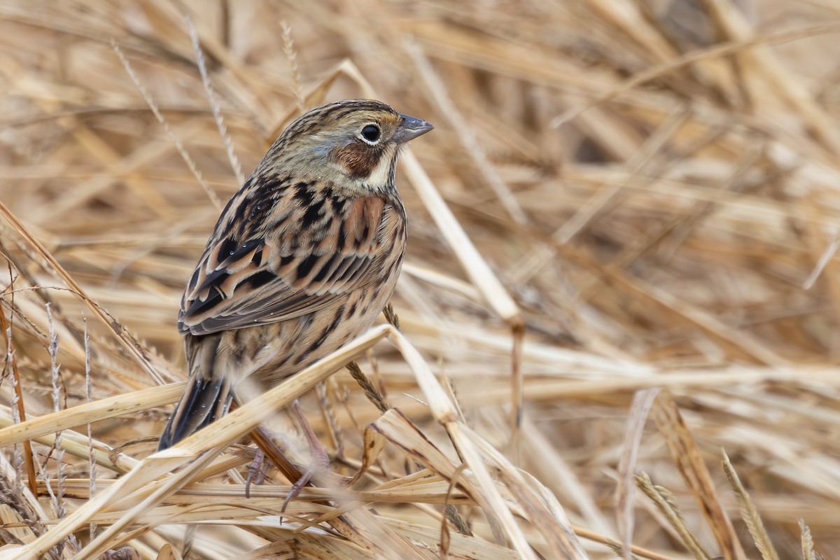 Bandammer - ML646956064