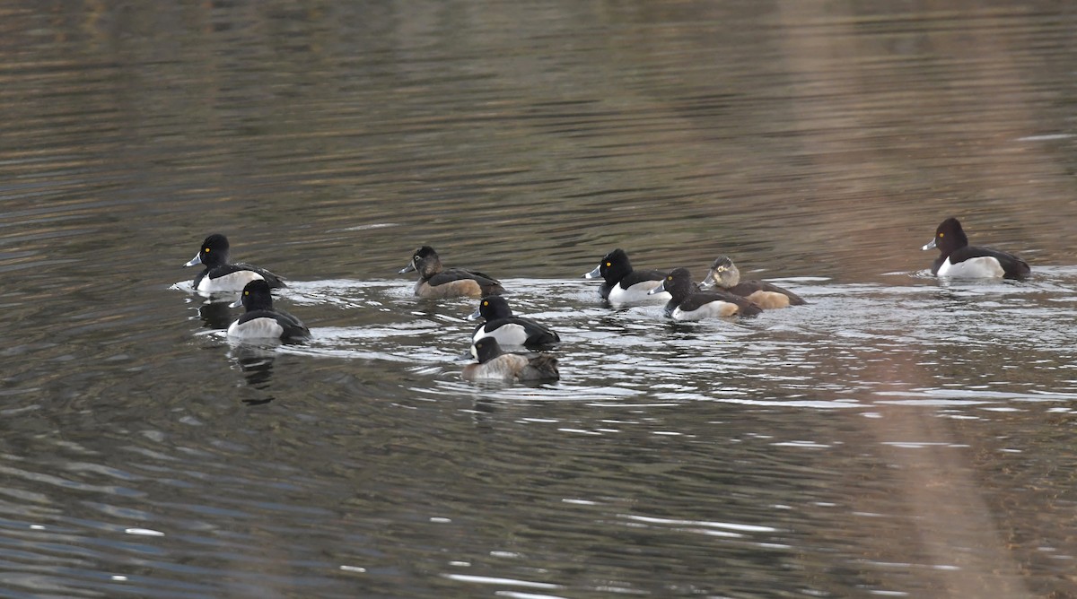 Кольчатая чернеть - ML646956065