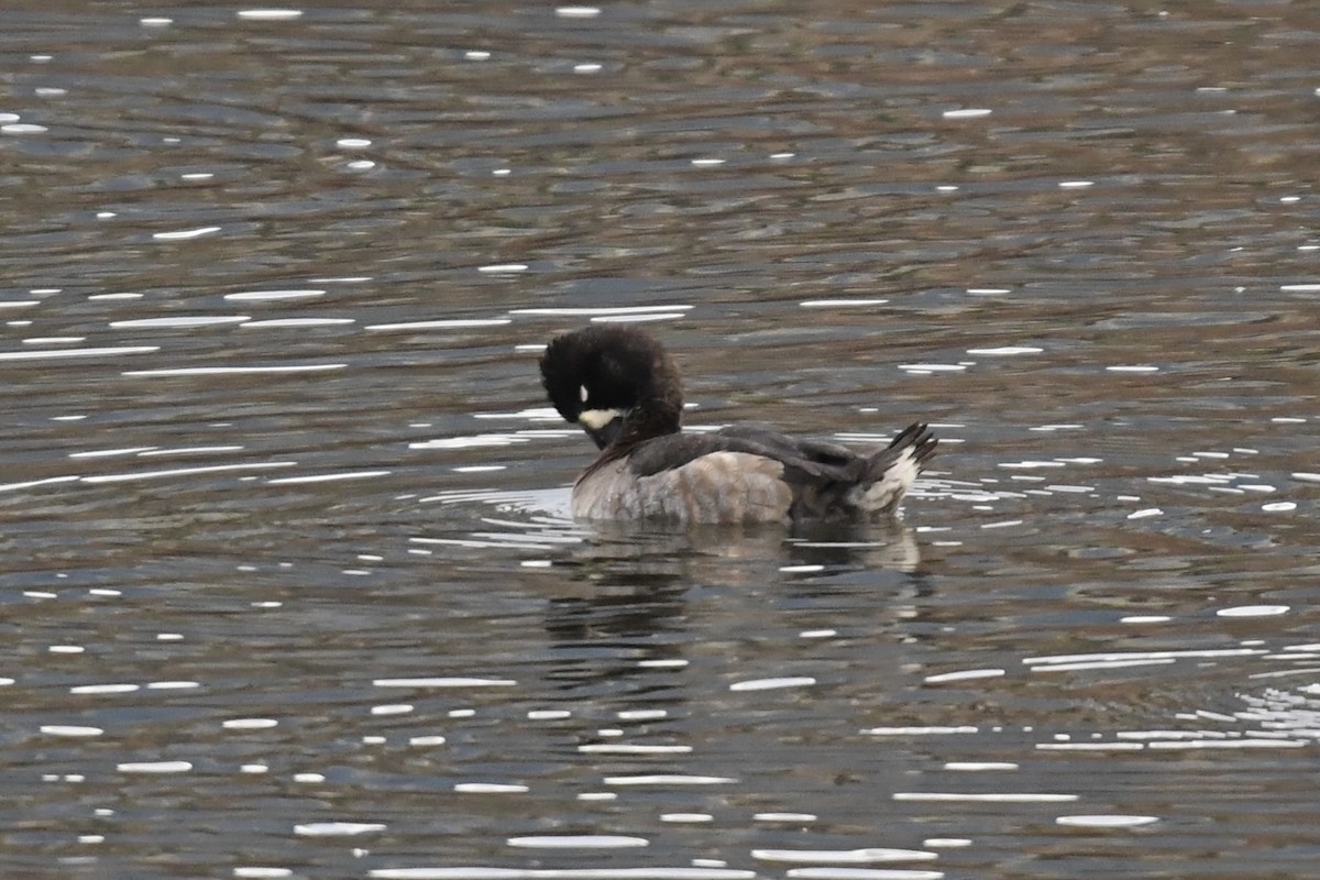 Малая морская чернеть - ML646956067