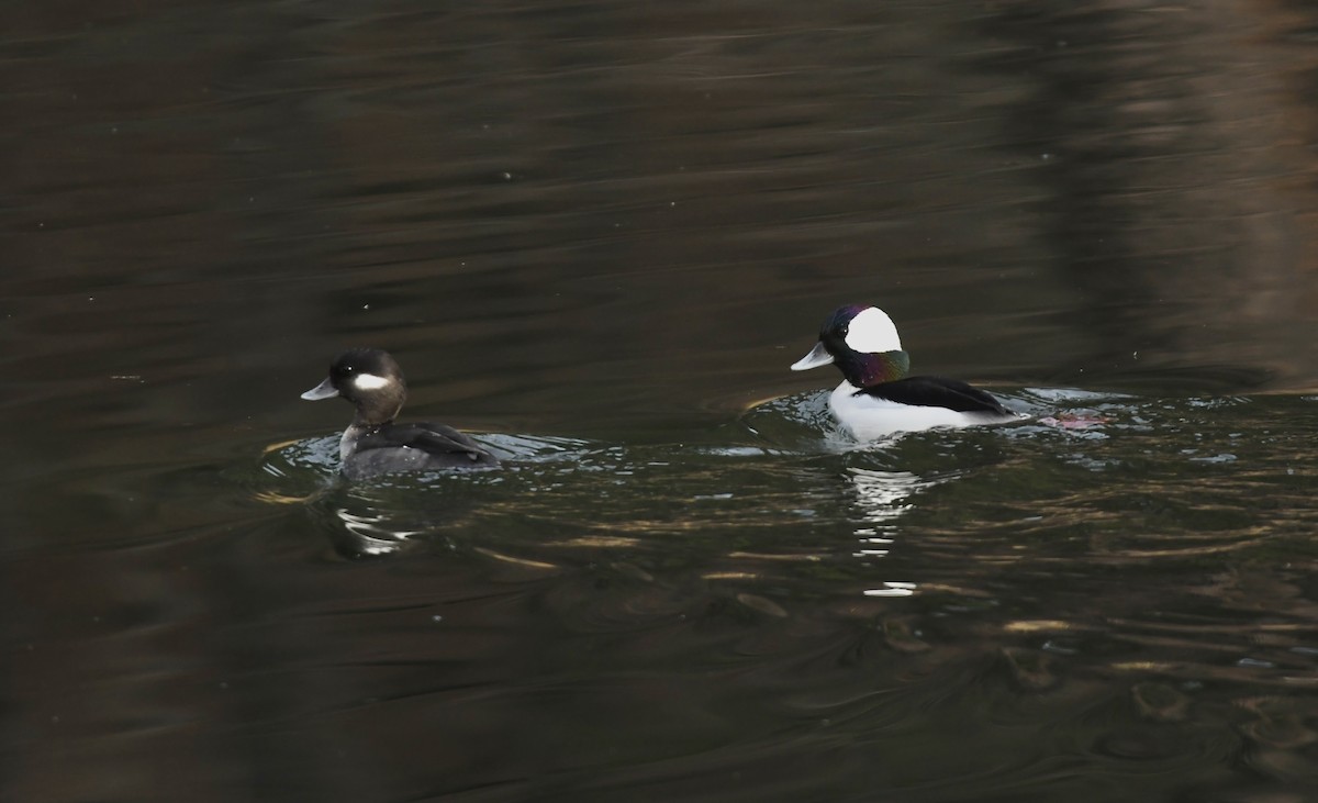 Гоголь-головастик - ML646956069