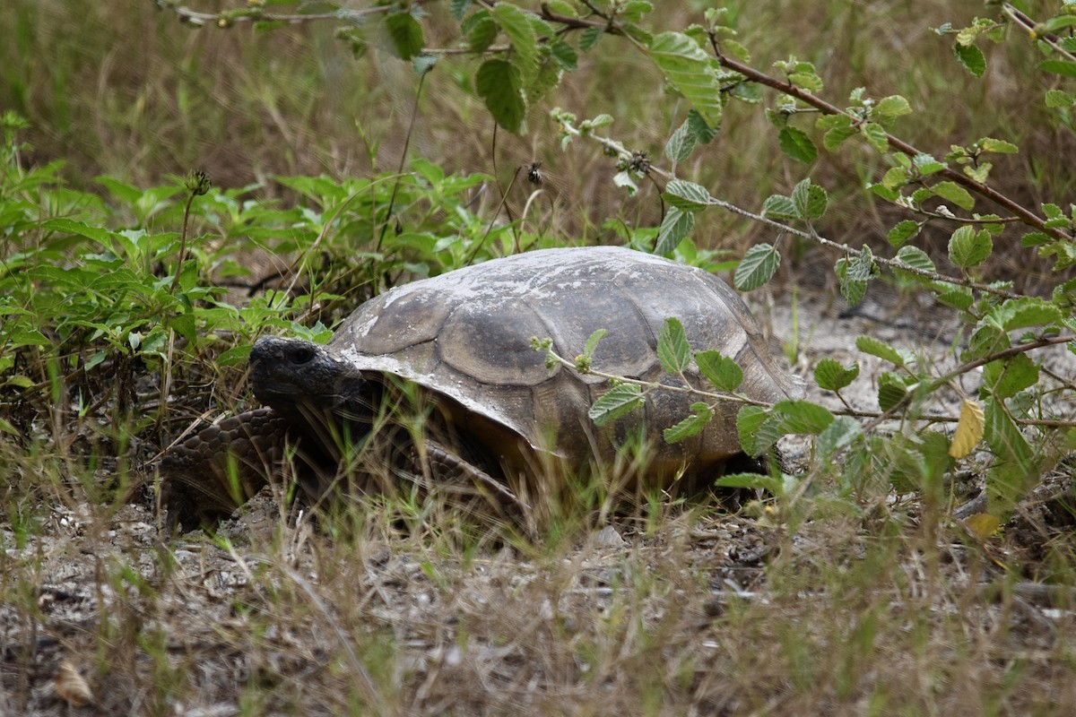 Gopher Tortoise - ML646956071