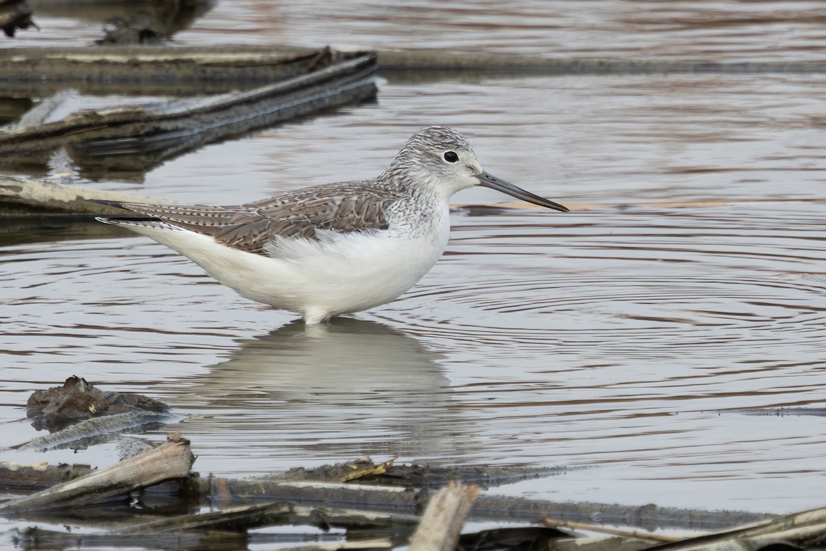 Grünschenkel - ML646956072