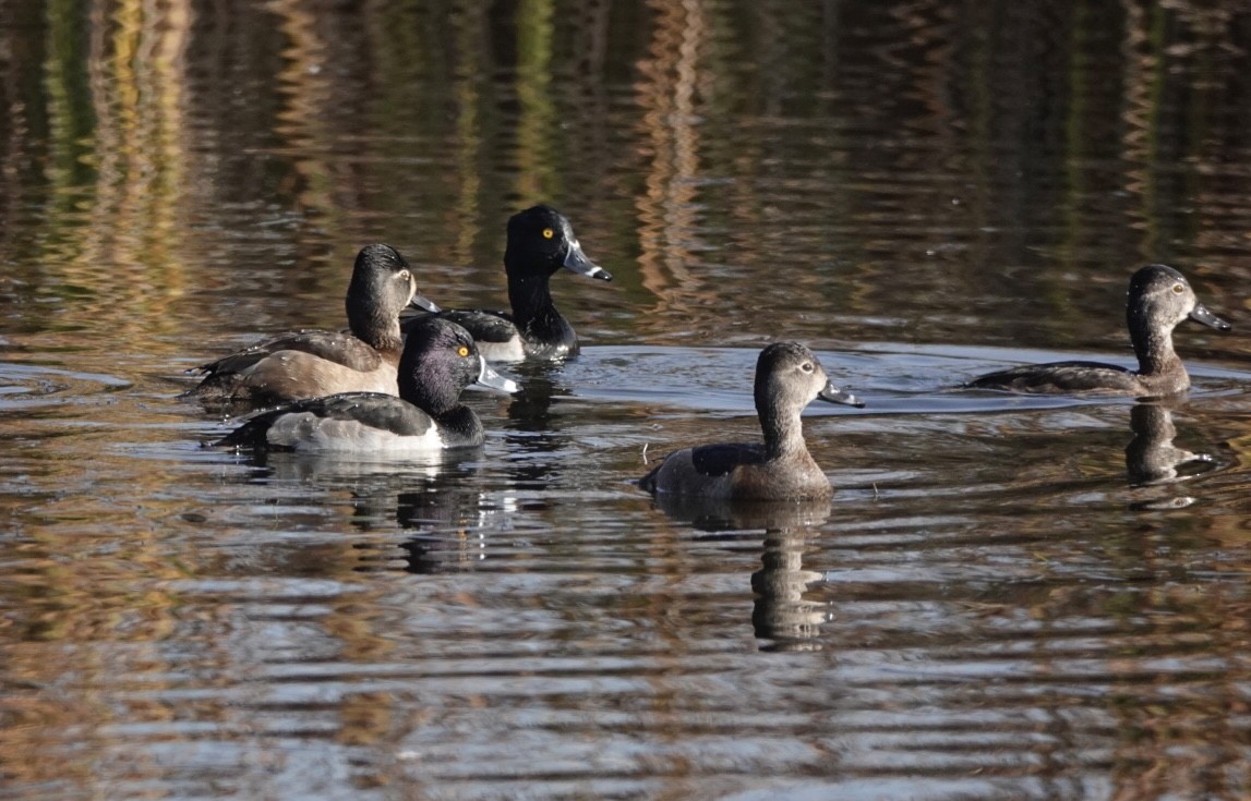 Ring-necked Duck - ML646956073
