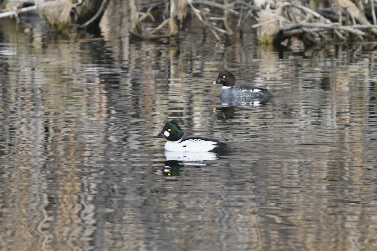 Гоголь - ML646956074