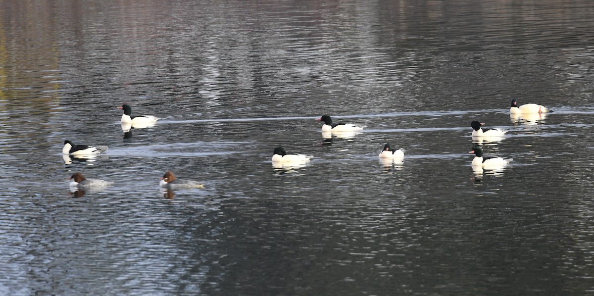 Большой крохаль - ML646956079