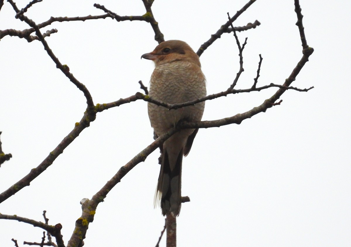 Northern Shrike - ML646956084