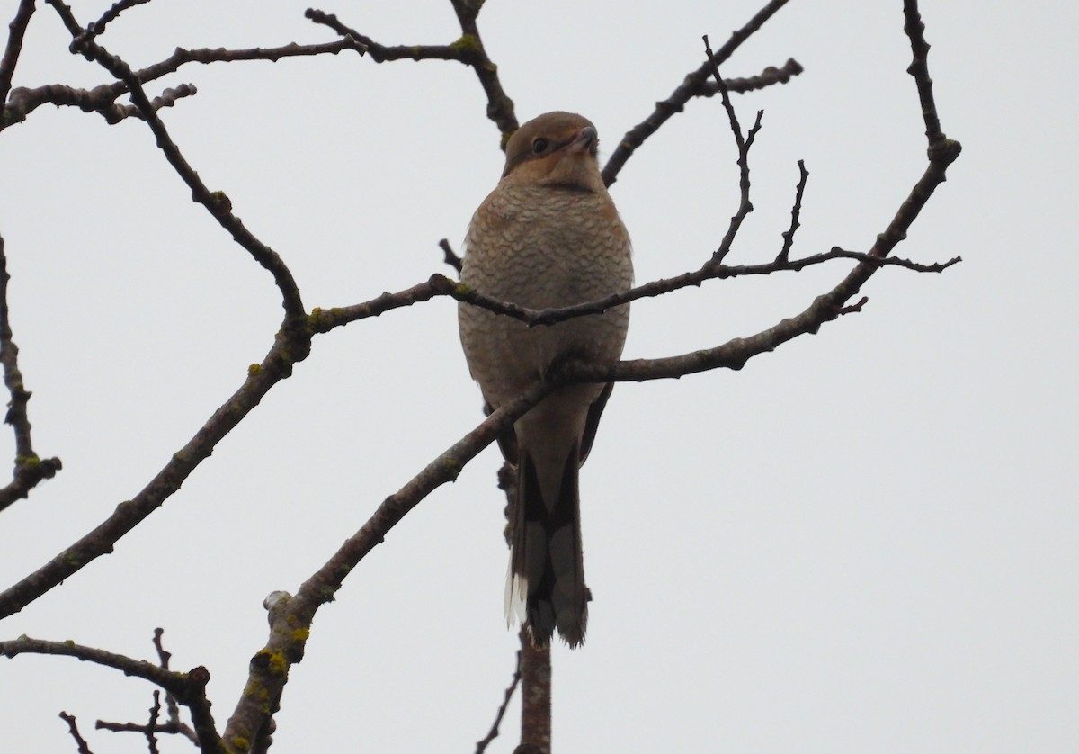 Northern Shrike - ML646956085