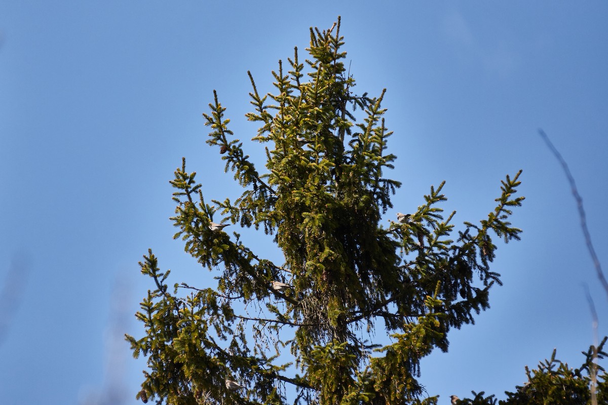 Fieldfare - ML646956090