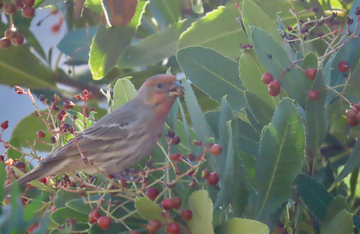 Roselin familier - ML646956099