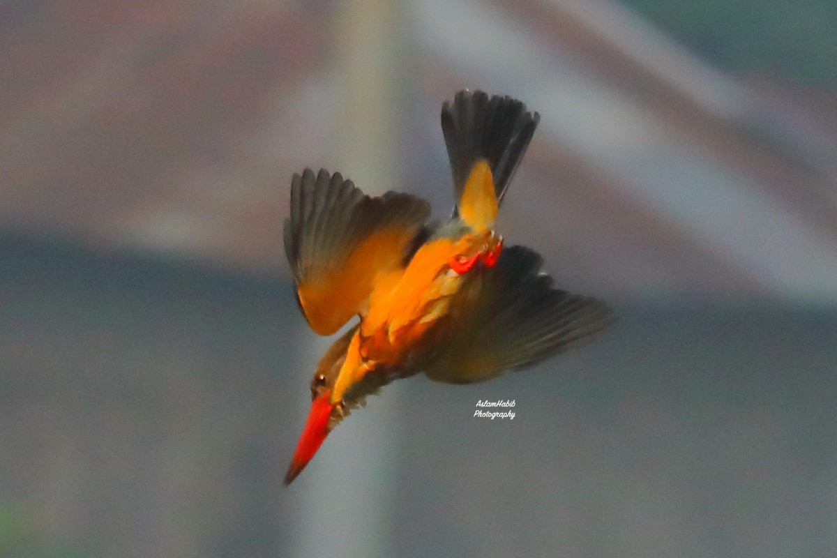 Аистоклювый гуриал - ML646956105