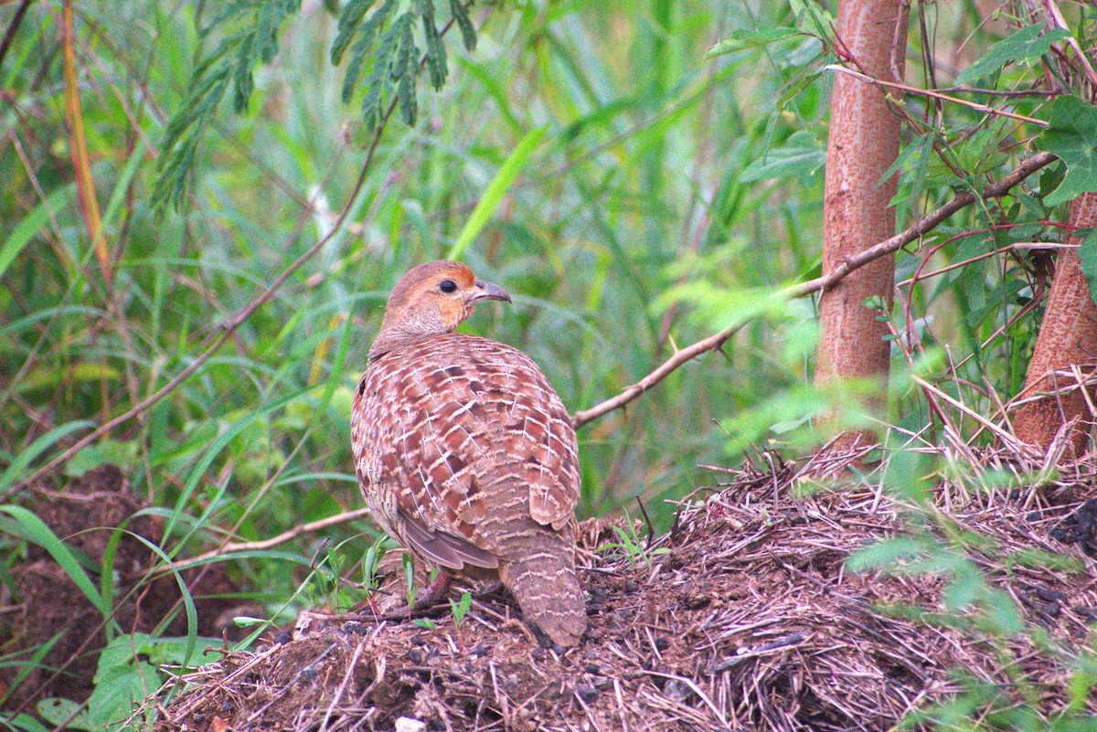 Gray Francolin - ML646956106