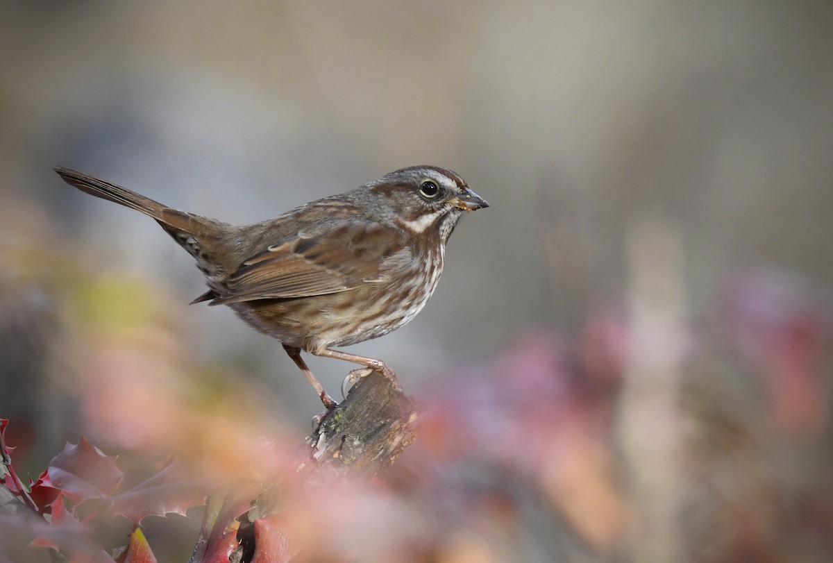 Певчая овсянка - ML646956108