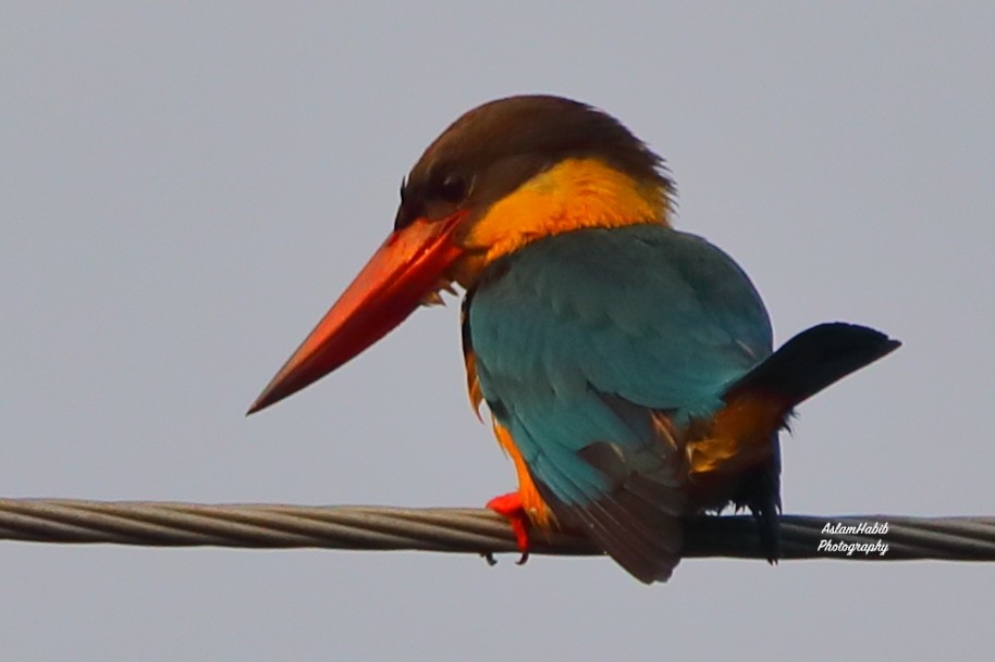 Аистоклювый гуриал - ML646956110