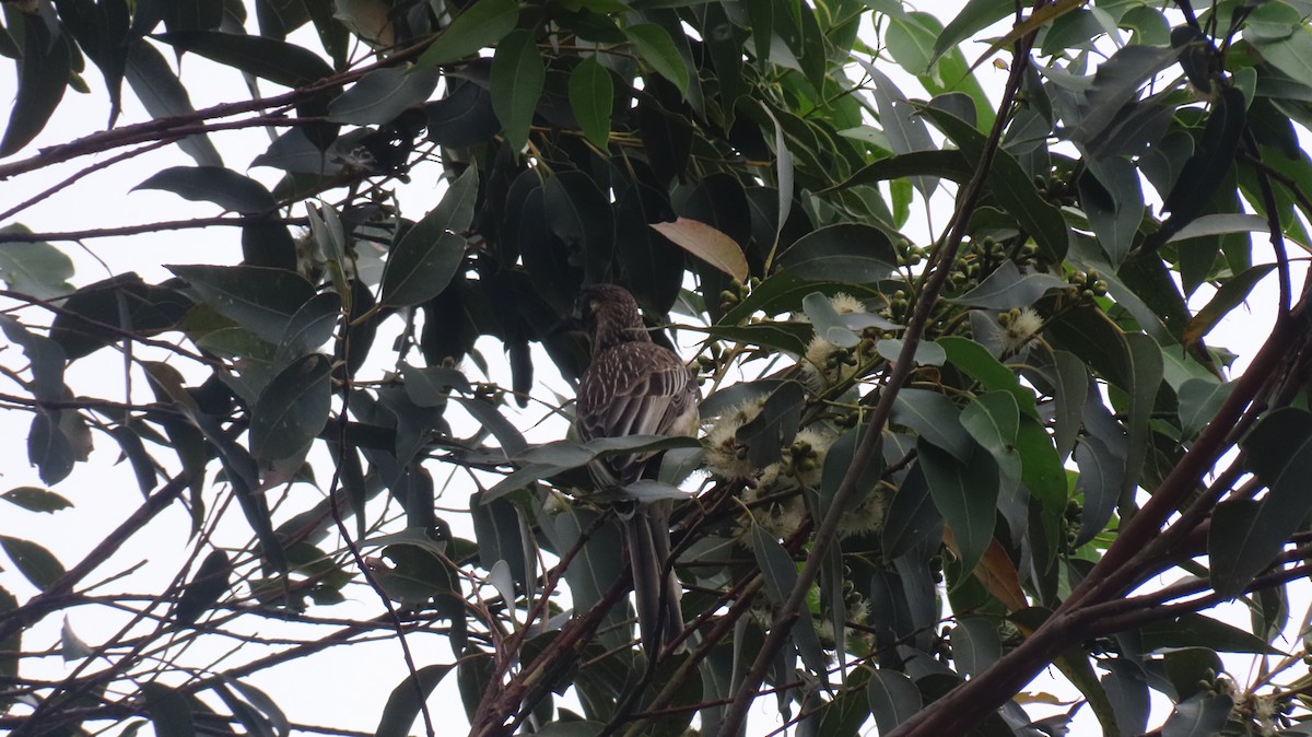 Red Wattlebird - ML646956113
