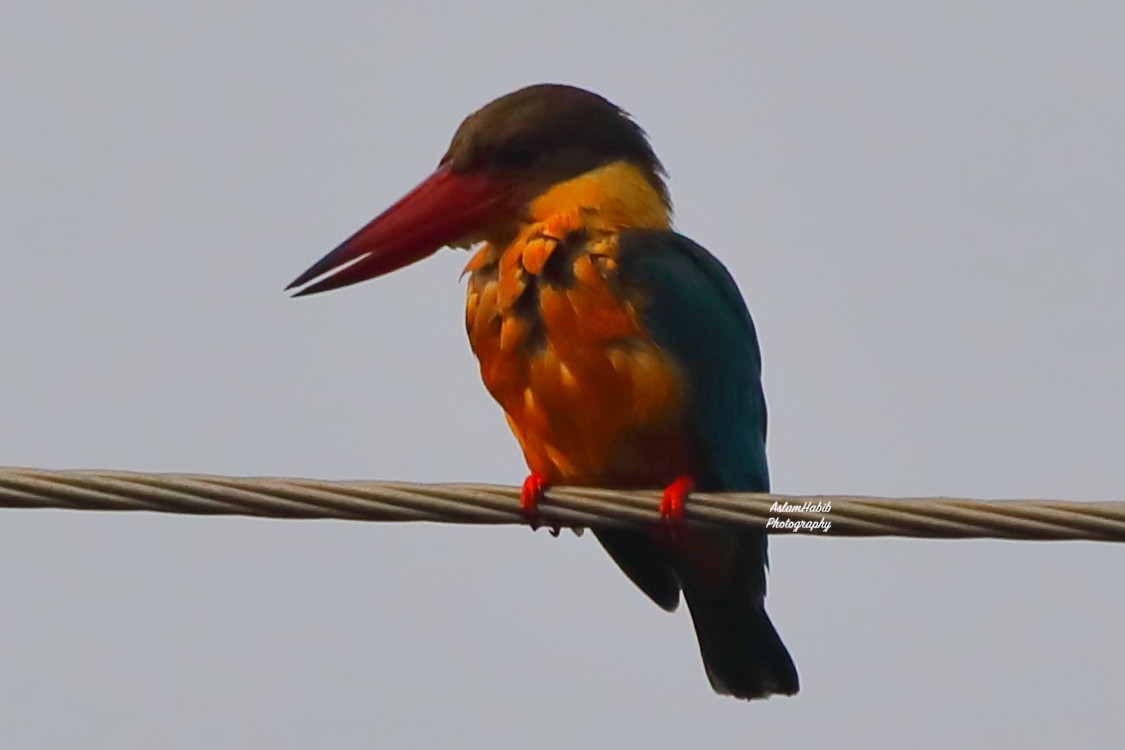 Аистоклювый гуриал - ML646956116